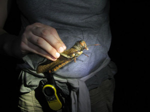 Laurel holds a big grasshopper