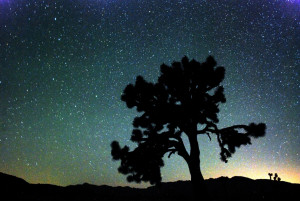 Joshua Tree Photo by Bruce Day for National Park Service