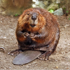 Beaver - credit: Steve Hersey Beaver - credit: Steve Hersey