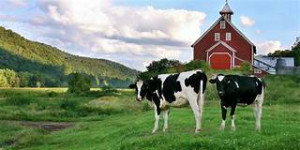 Out standing in their field