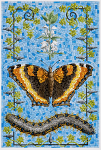 david_cohen_milberts_tortoiseshell.jpg david_cohen_milberts_tortoiseshell.jpg