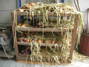 Onions air-drying, getting ready for storage Onions air-drying, getting ready for storage