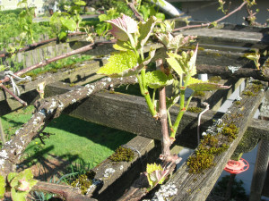 pruned grape vine