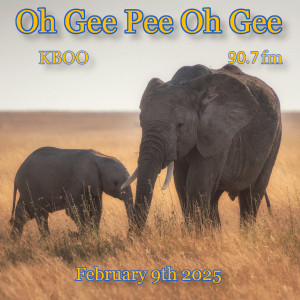 An adult elephant watches over a baby elephant in tall golden grass