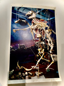 henk_pander_horse_skeleton.jpg