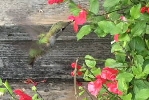 backyard hummingbird feeding on salvia backyard hummingbird feeding on salvia