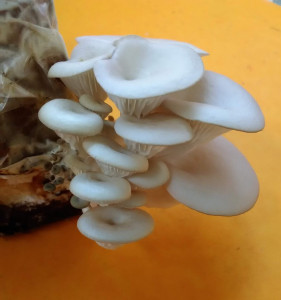 Oyster Mushrooms growing on a wood chip. Photo by Jordan Weiss.