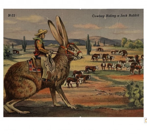 Vintage postcard drawing of a cowboy saddled up on a large jackrabbit tending his herd of cows in the desert.