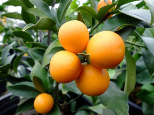 kumquat