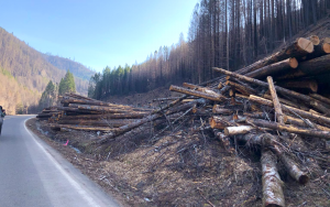 ODOT Post-fire tree removal along Forest Service Road 46 near Detroit