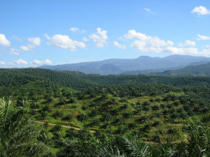 Oil Palm Plantation