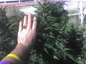 Southern Oregon sun-grown flower - hand for size comparison