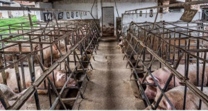 pigs in confined gestation crates inside barn