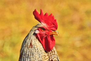 Image of a rooster