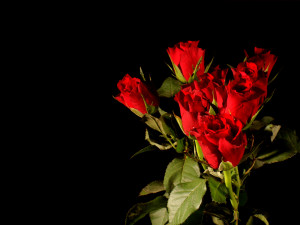 Solidarity blooms Solidarity blooms