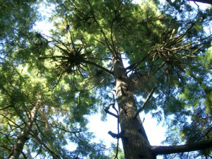 Mother tree - Short Sands, OR