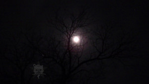 A bright full moon behind the shadows of branches with the Self Help Radio lurking in those shadows.