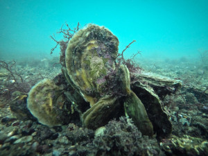 An oyster bed with the Self Help Radio logo superimposed on one of the oysters.