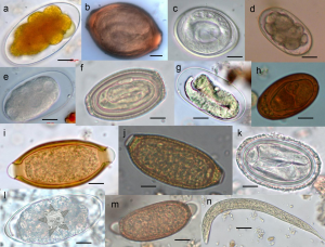 Microscopic images of lots of different parasites - with the Self Help Radio logo plastered on one of the,