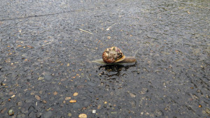 A snail with a brown shell walking across the sidewalk - with the Self Help Radio logo on its shell.