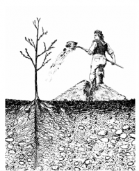 planting in native soil planting in native soil