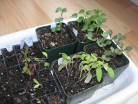 leggy tomato seedlings leggy tomato seedlings