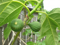 Desert King fig, a San Pedro variety Desert King fig, a San Pedro variety