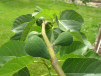 Desert King fig