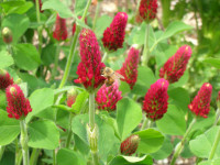 honey bee on crimson clover