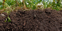 fertile soil