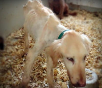 Emaciated golden retriever dog