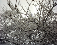 icy plant icy plant