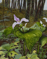 trillium_tryon_creek.jpg trillium_tryon_creek.jpg